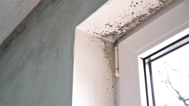 Best Mold Prevention Services  in Dwight, IL